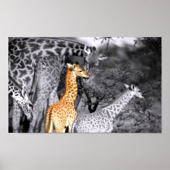 Baby Giraffe Poster (Front)