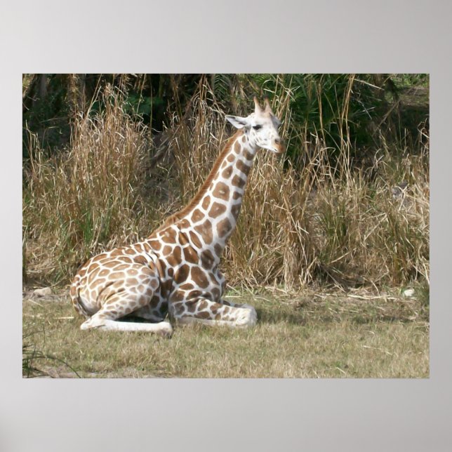 Baby Giraffe Poster (Front)