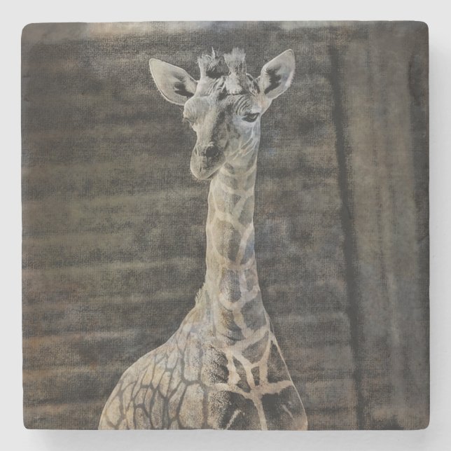 Baby Giraffe Stone Coaster (Front)