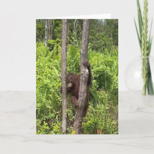 Baby Girl Orangutan Rescue Card