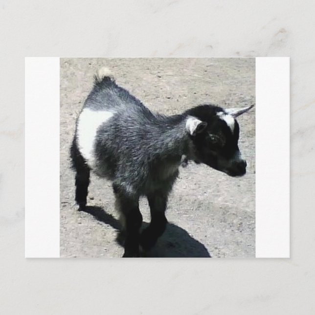 Baby Goat at the Zoo image Postcard (Front)