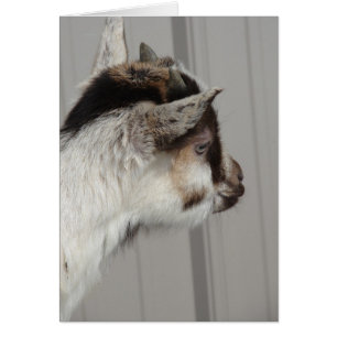 Baby Goat Cards