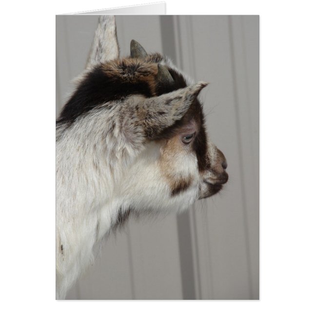 Baby Goat Cards (Front)