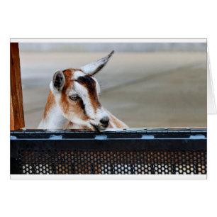 Baby Goat Cards