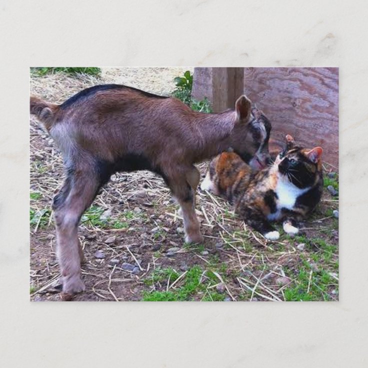 Baby Goat & Cat Postcard | Zazzle