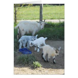 Baby Goat Family Cards