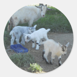 Baby Goat Family Classic Round Sticker