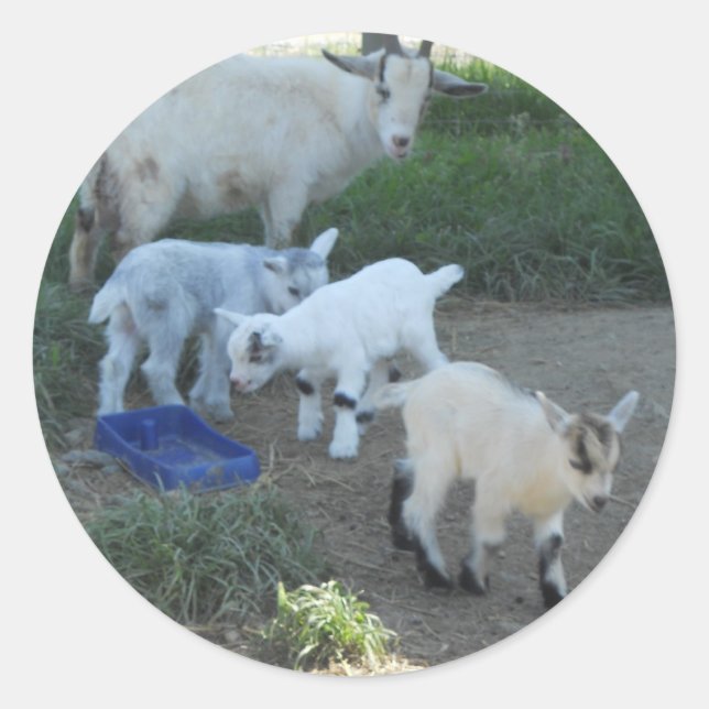 Baby Goat Family Classic Round Sticker (Front)