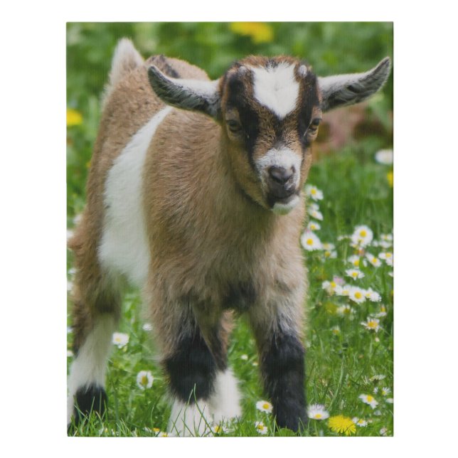 Baby Goat Kid in the Grass Faux Canvas Print (Front)