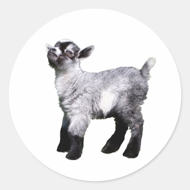 baby goat left side classic round sticker (Front)