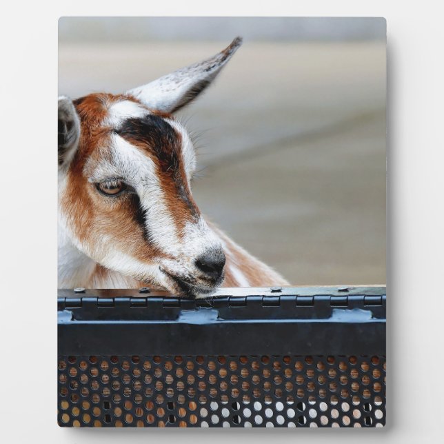 Baby Goat Plaque (Front)