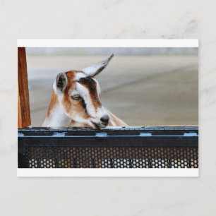 Baby Goat Postcard