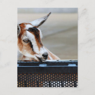 Baby Goat Postcard