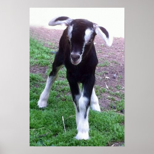 Baby Goat Poster