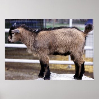 Baby Goat Poster by Artnmore at Zazzle