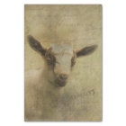 Baby Goat Socke