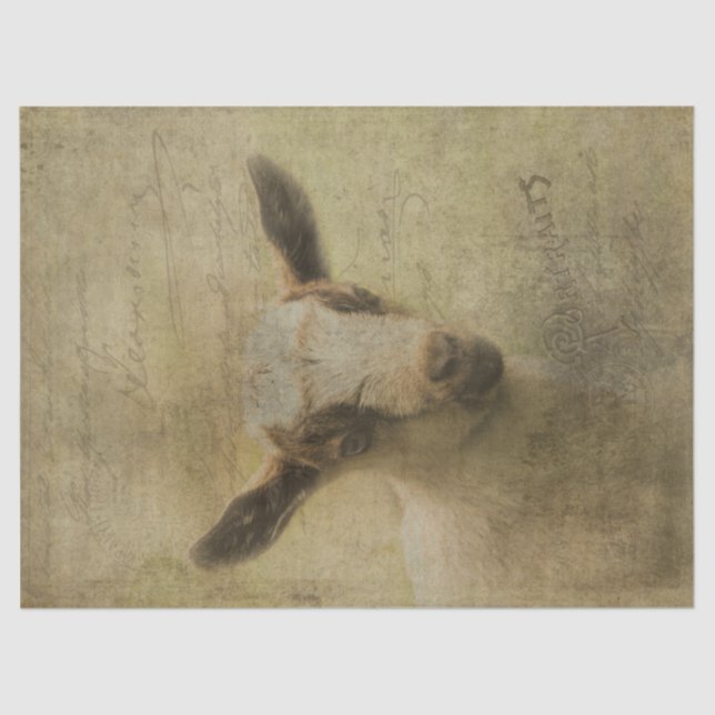 Baby Goat Socke Tissue Paper (Front)