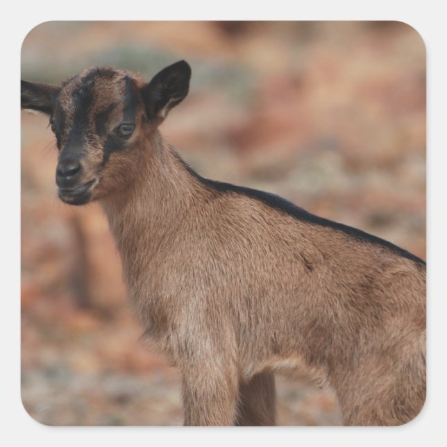 Baby Goat Square Sticker (Front)