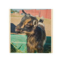 Baby Goat