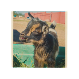 Baby Goat Wood Wall Decor