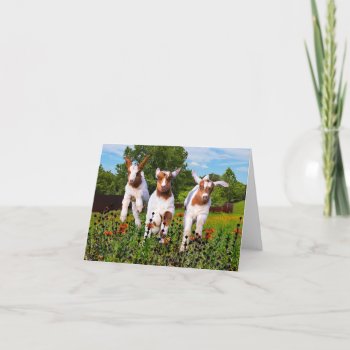 "baby Goats" Note Card by TabbyHallDesigns at Zazzle