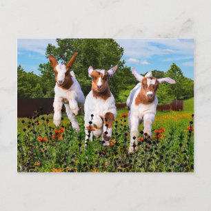 "Baby Goats" Postcard