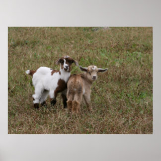 Baby Goats Poster