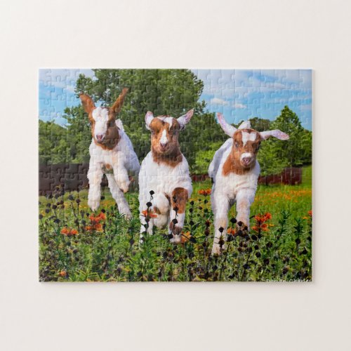 Baby Goats Puzzle