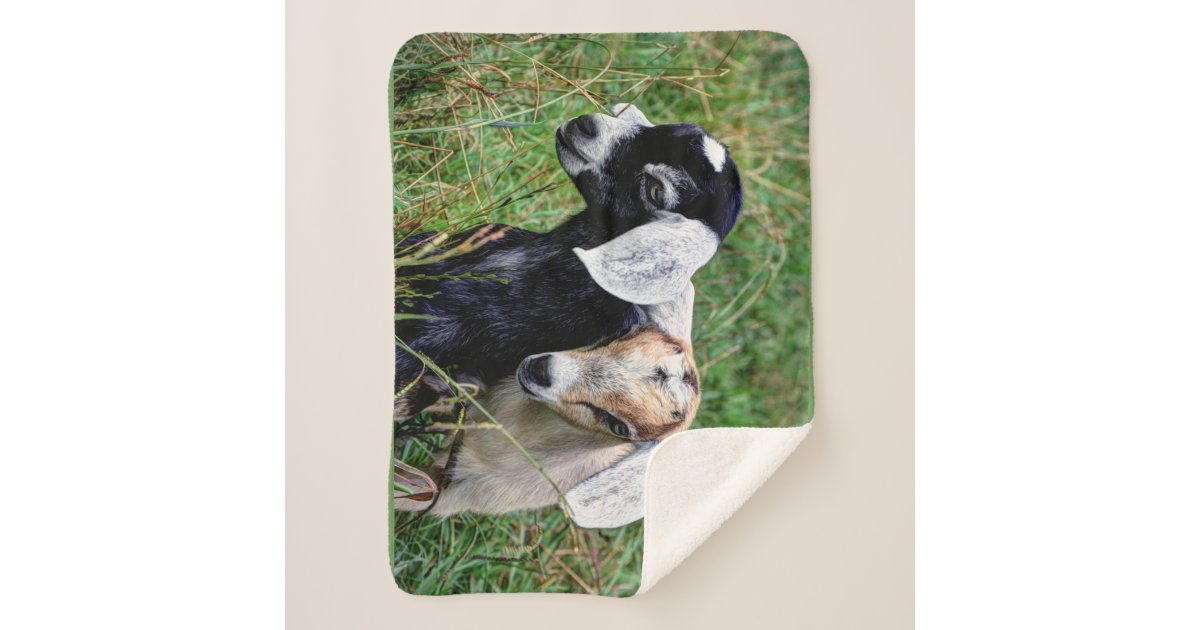 Baby Goats Sherpa Blanket Zazzle