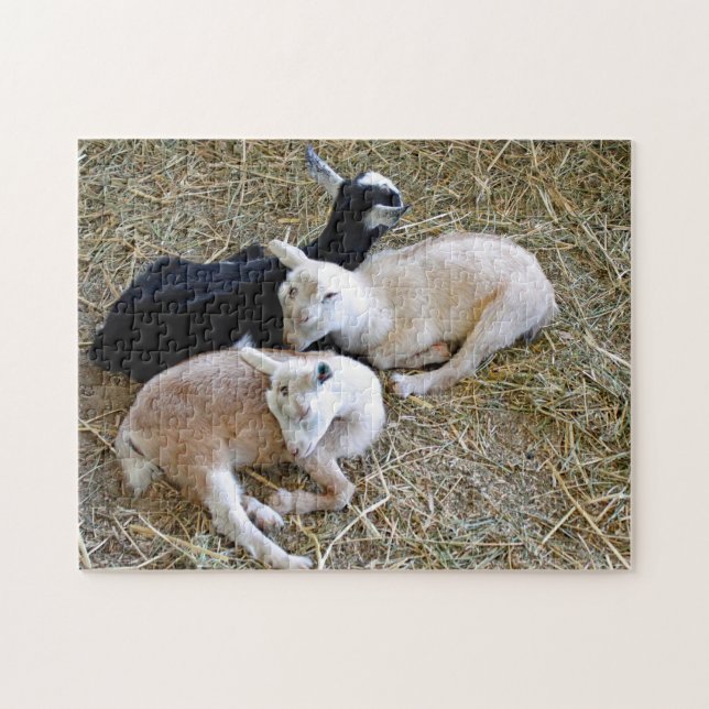 Baby Goats Sleeping Jigsaw Puzzle (Horizontal)