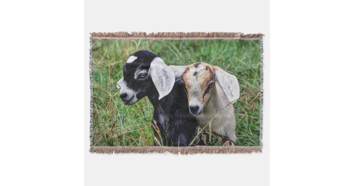Baby Goats Throw Blanket Zazzle