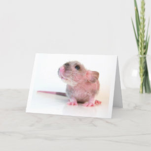 Baby Gobi Rat Card