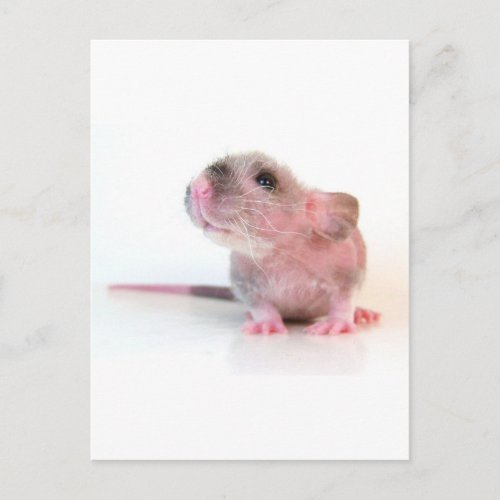 Baby Gobi Rat Postcard
