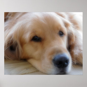 Baby, Golden Retriever Dog Poster