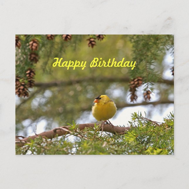 Baby Goldfinch Photo Postcard (Front)
