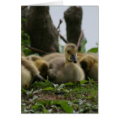 Baby Goose (Front)