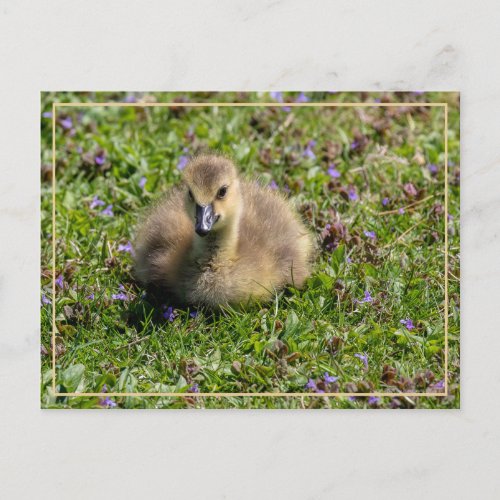 Baby Goose Gosling Postcard