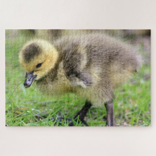 Baby Goose Jigsaw Puzzle
