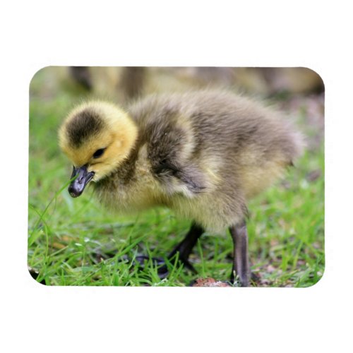 Baby Goose Magnet