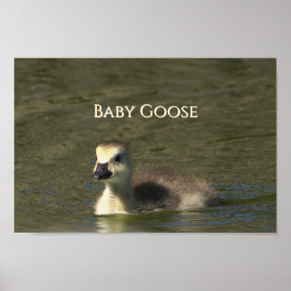 Baby Goose Photo Poster