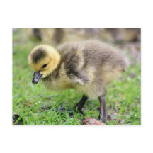 Baby Goose