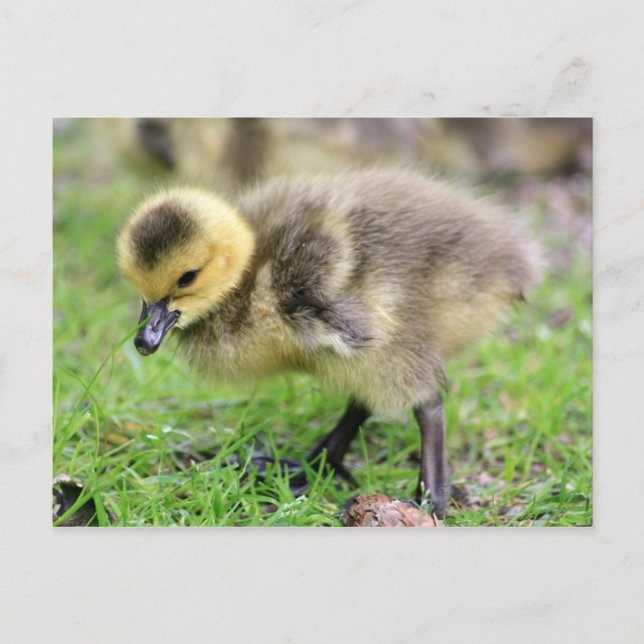 Baby Goose Postcard (Front)