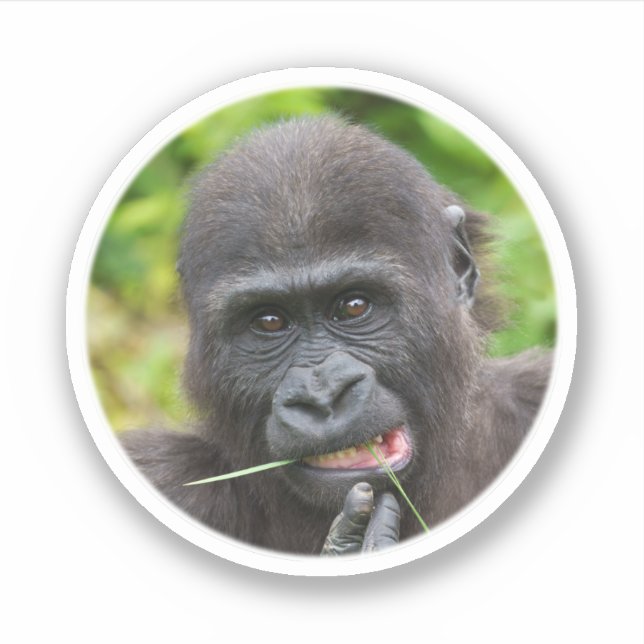 Baby Gorilla Cuteness Sticker (Front)
