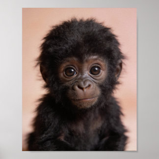 Baby Gorilla Portrait Nursery Wall Art