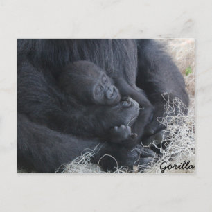 Baby Gorilla Postcard