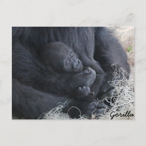 Baby Gorilla Postcard