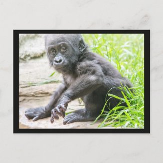 Baby Gorilla Postcard