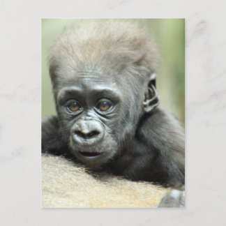 BABY GORILLA RELAXING POSTCARD
