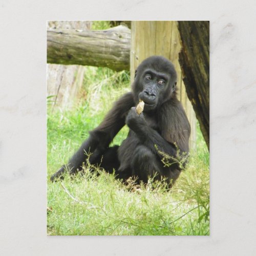 Baby Gorilla Snacking Postcard