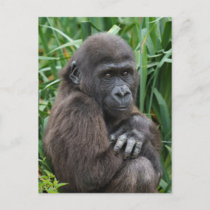 Baby Gorilla Tapestry Postcard